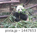 無心に笹を頬張るパンダ 1447653