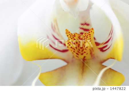 胡蝶蘭　白色 1447822