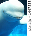 白イルカ 1447838