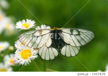 ウスバシロチョウ 1447876