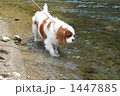 キャバリア　水遊び 1447885