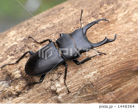 コクワガタ 1448364