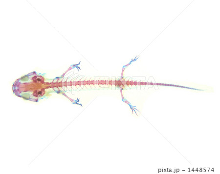 エゾサンショウウオ透明標本 エゾサンショウウオ透明標本 1448574