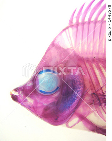 セグロチョウ透明標本 セグロチョウ透明標本 1448578