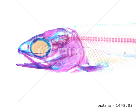 サケ稚魚透明標本 1448583
