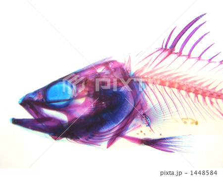 シーパーチ透明標本 シーパーチ透明標本 1448584