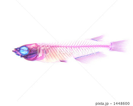 メダカ雄透明標本の写真素材