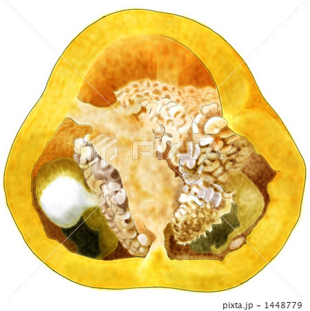 イエローパプリカの輪切りイラスト 1448779