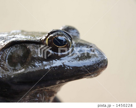 ウシカエル 両生類 カエルの写真素材