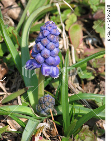 瑠璃ムスカリ 1450288