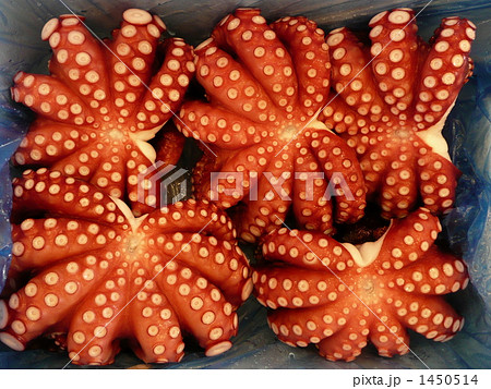 ゆでだこ ゆでだこ 1450514