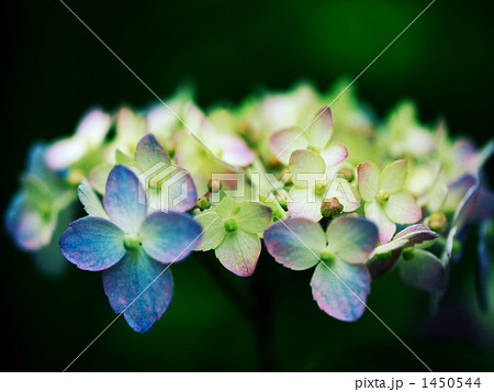 別子テマリ 別子テマリ 1450544