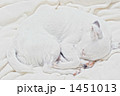 ジャックラッセルテリア　寝姿 1451013