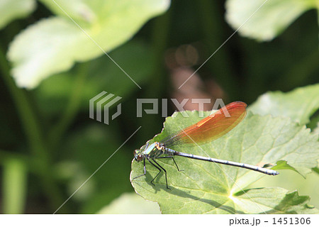 茶色の翅の糸トンボ 茶色の翅の糸トンボ 1451306