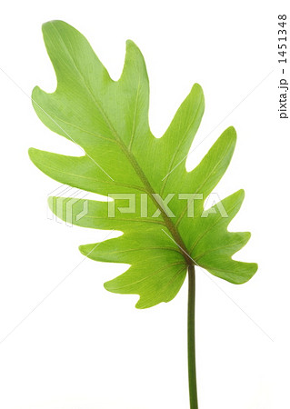 フィロデンドロン・ザナドゥ（クッカバラ） 1451348