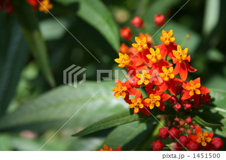 トウワタ 1451500