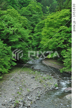 新緑の小森川にて 1451630
