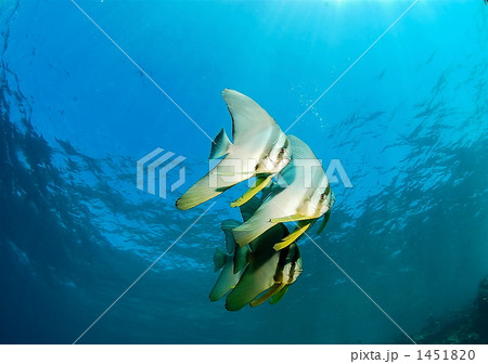 ツバメウオ ツバメウオ 1451820