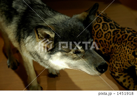 ニホンオオカミの剥製の写真素材
