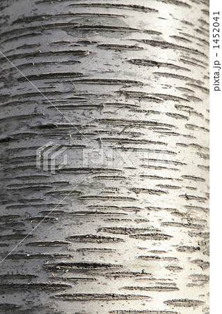 樺の樹皮 樺の樹皮 1452041