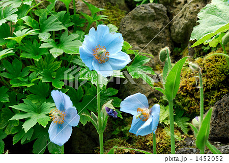 ヒマラヤの青いケシ 1452052