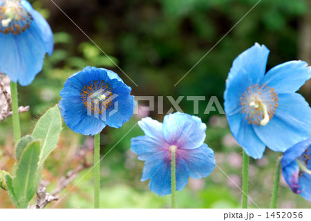 ヒマラヤの青いケシ 1452056