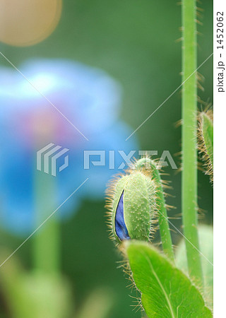 ヒマラヤの青いケシ ヒマラヤの青いケシ 1452062