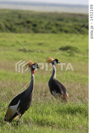 野生のカンムリヅル 1452109