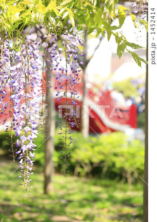 亀戸天神の藤の花と赤い太鼓橋の写真素材 [1452414] - PIXTA