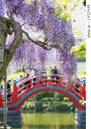 亀戸天神の藤の花と赤い太鼓橋の写真素材 [1452446] - PIXTA