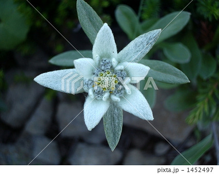 礼文ウスユキソウ 礼文ウスユキソウ 1452497