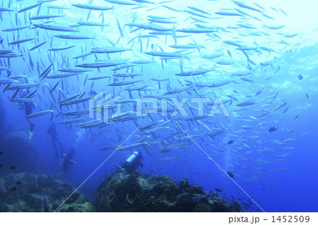 自然にとけ込むイメージ：タオ島のタイワンカマス 1452509