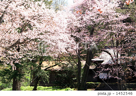 旭山公園の桜 旭山公園の桜 1452546