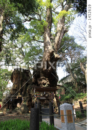 来宮神社の大楠(ﾊﾟﾜｰﾂﾘｰ） 1452619