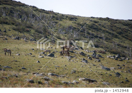 Przewalski's Wild Horse (Mongolian Wild Horse) Przewalski's Wild Horse (Mongolian Wild Horse) 1452948