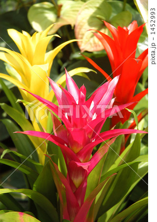 グズマニアの花 グズマニアの花 1452993