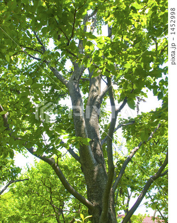 梓(アズサ ミズメ)の新緑 梓(アズサ ミズメ)の新緑 1452998