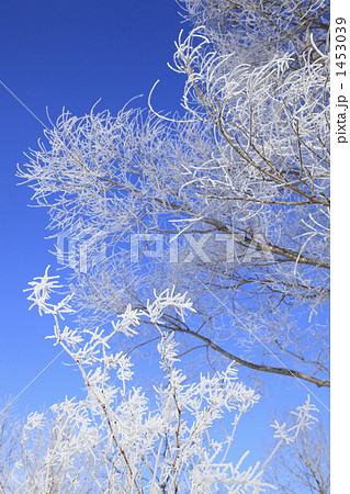 霧氷の着いた木々 1453039