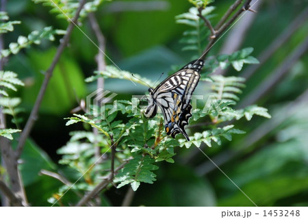 山椒に卵を産む蝶の写真素材