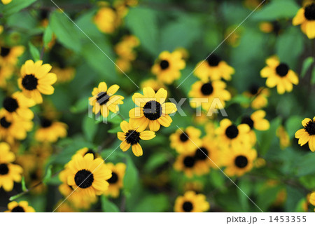 ルドベキア 1453355