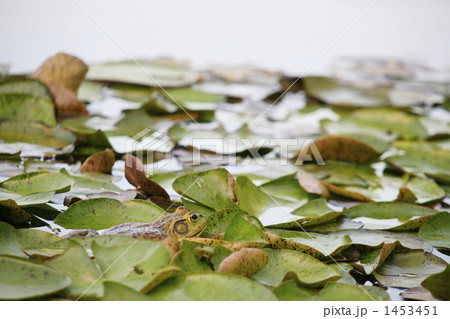 スイレンの葉っぱに乗るウシガエル スイレンの葉っぱに乗るウシガエル 1453451
