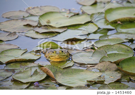 スイレンの葉っぱに乗るウシガエル正面 1453460