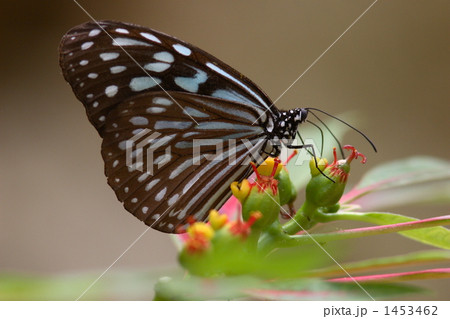 吸蜜するリュウキュウアサギマダラ 吸蜜するリュウキュウアサギマダラ 1453462