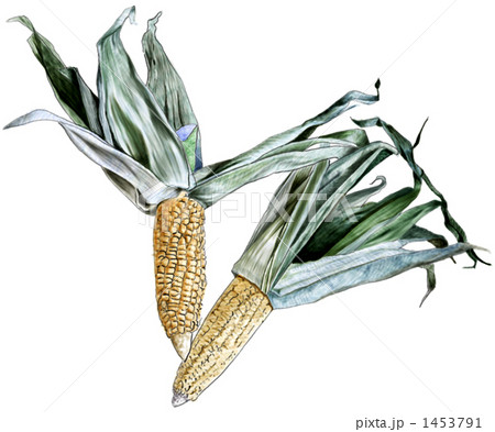 味来コーン2本 1453791