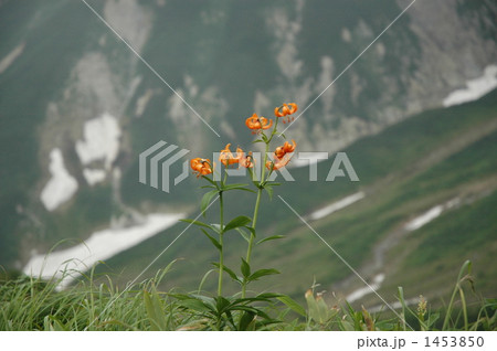 クルマユリ 1453850