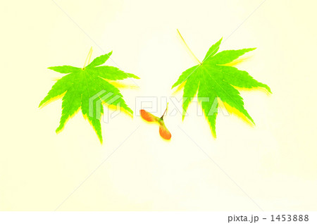 モミジと種 モミジと種 1453888