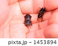 コクワガタ 1453894