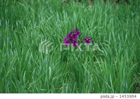 早咲きの菖蒲 早咲きの菖蒲 1453904