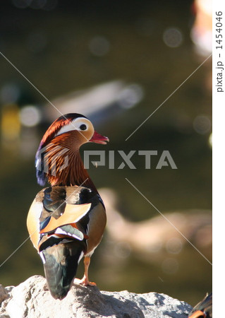 野生のオシドリ 1454046