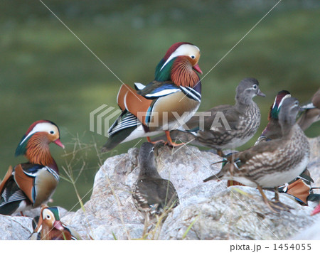 野生のオシドリ 1454055